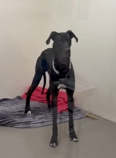 譲渡先からわずか24時間で返された大型犬　「人を噛んだ」と安楽死の危機に直面するも、救いを得て新たな未来へ