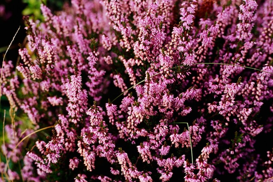 Hoshinom/Shutterstock.com