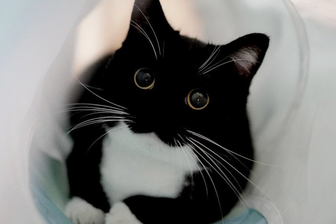 出所：＠unicouniuni3