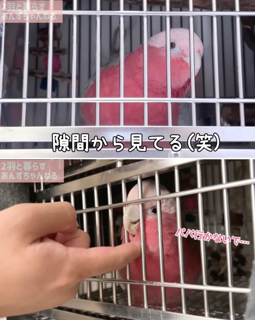 出所：@anz_omomiri