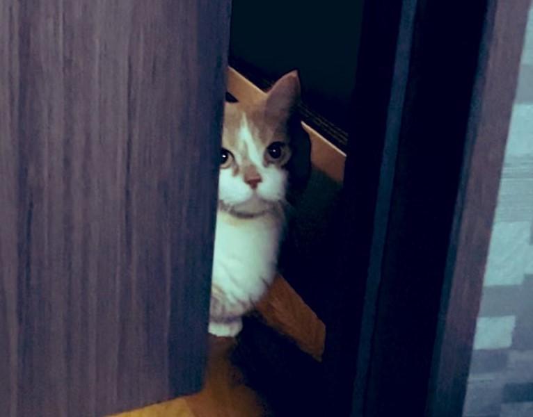 出所：@kotaro_0315