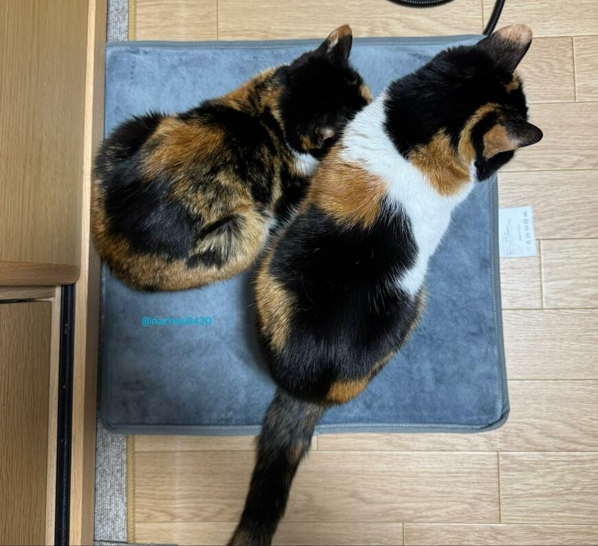 出所：@nachos0420