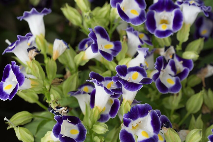 Isnan Wijarno/shutterstock.com