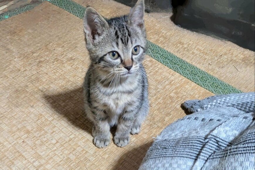 こたつの中で眠っていた保護子猫　出てきた直後の表情に「これはズルい…」