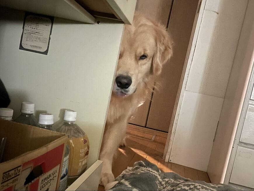 出所：@elmo_golret