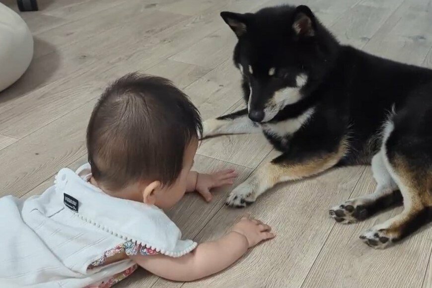 0歳児との遊びを「手探り」する柴犬　けなげな「お兄ちゃん姿」に心が温まる！