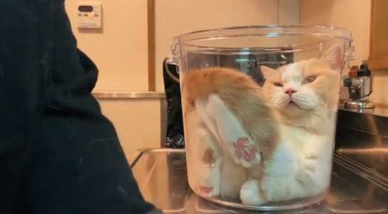 猫は液体ッ…（動画より引用）