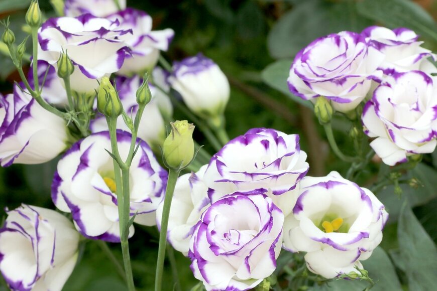 Phichai/Shutterstock.com