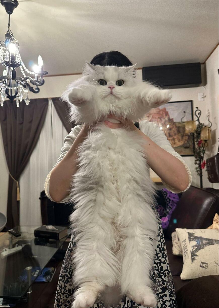 出所：@NEKOLAND13