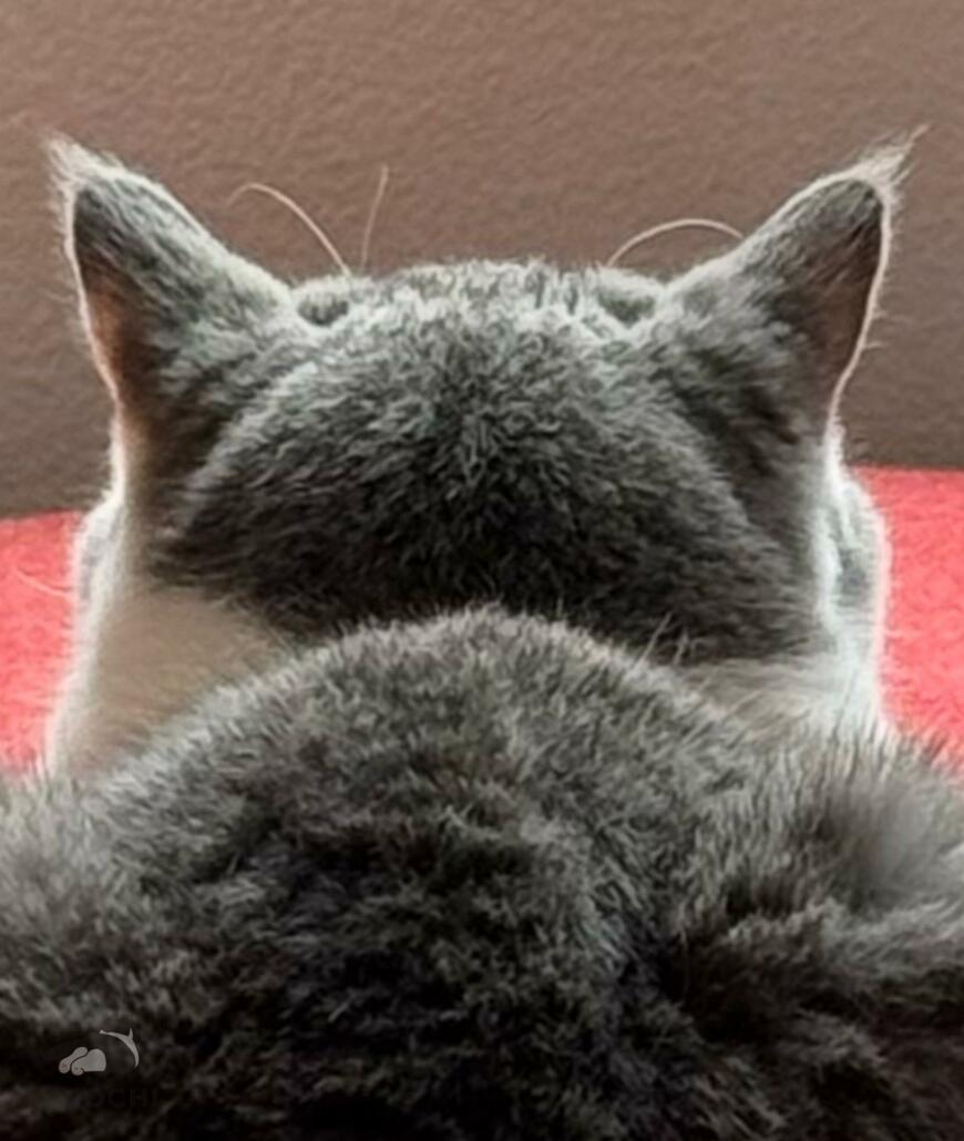 出所：@omochiomoching