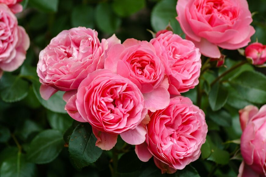 Joel Wuestehube/shutterstock.com