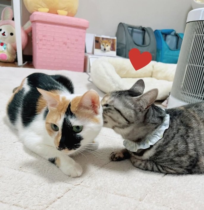 出所：@hikaitimilky