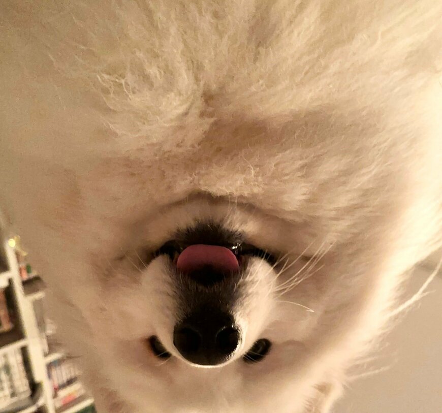 出所：@samoedsoran