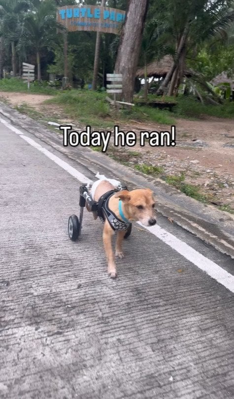 出所：@kohkohpups