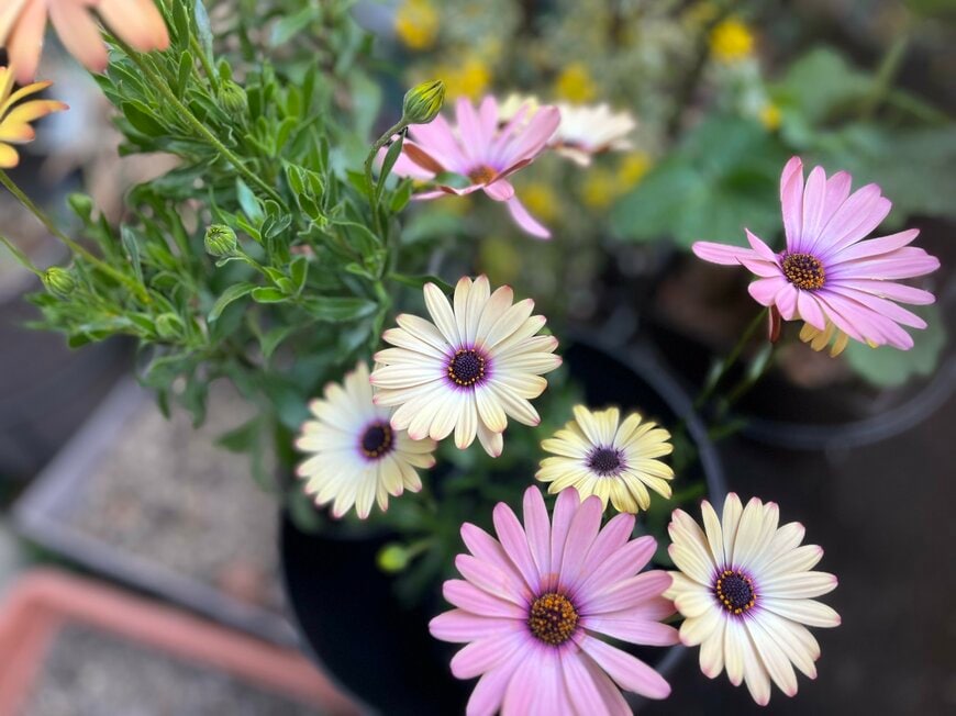 都内住宅街の「うちの玄関先で咲く」いまが旬の多年草3選。野趣あふれる花姿で《春よ来い》