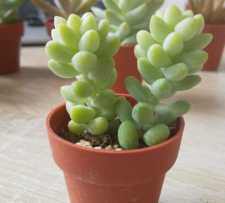 セダム属「ビアポップ」（LIMO編集部）