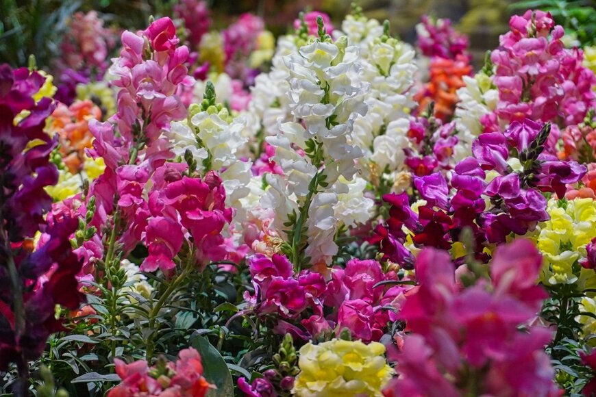 【童話の世界風ガーデニング】カラフルなお花でお庭を鮮やかに！ ＜花色が多い花＞3選