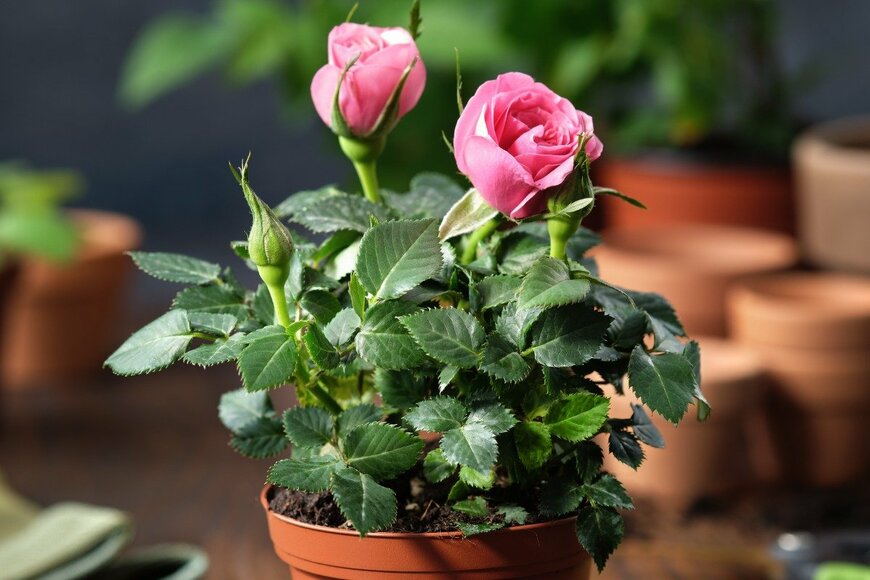 【ガーデニング】バラを鉢植えで楽しむ。育て方のコツ＆鉢植え向き品種・おすすめ5選