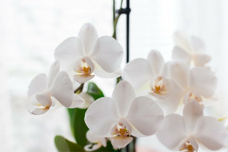 白いコチョウランの花が咲いている。