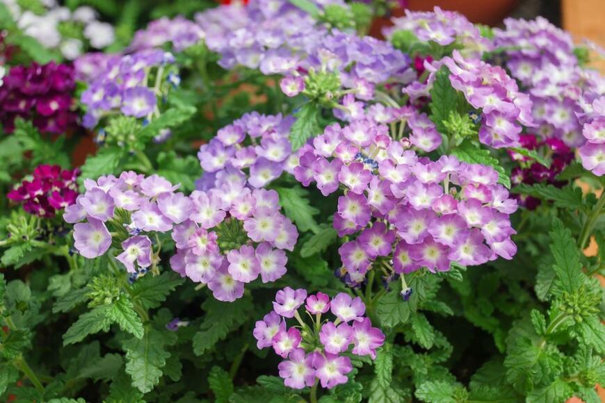 薄紫色の宿根バーベナ