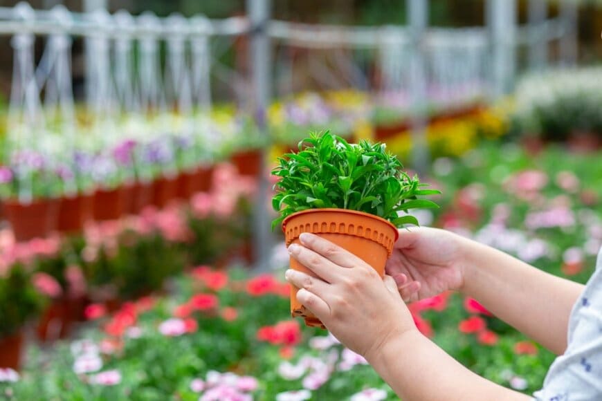 花の苗が入った植木鉢を手に取る様子。