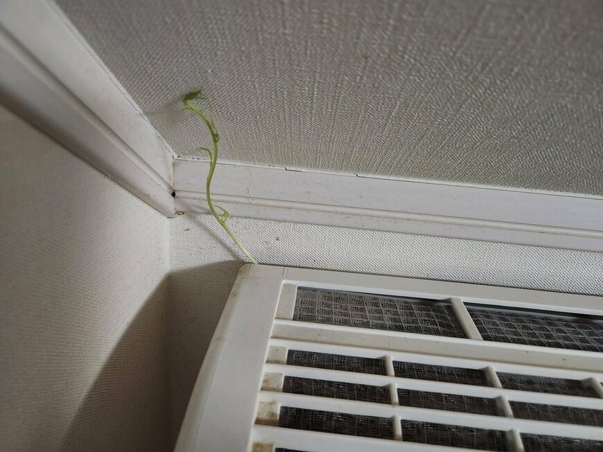 エアコンの上部から伸びる謎の植物