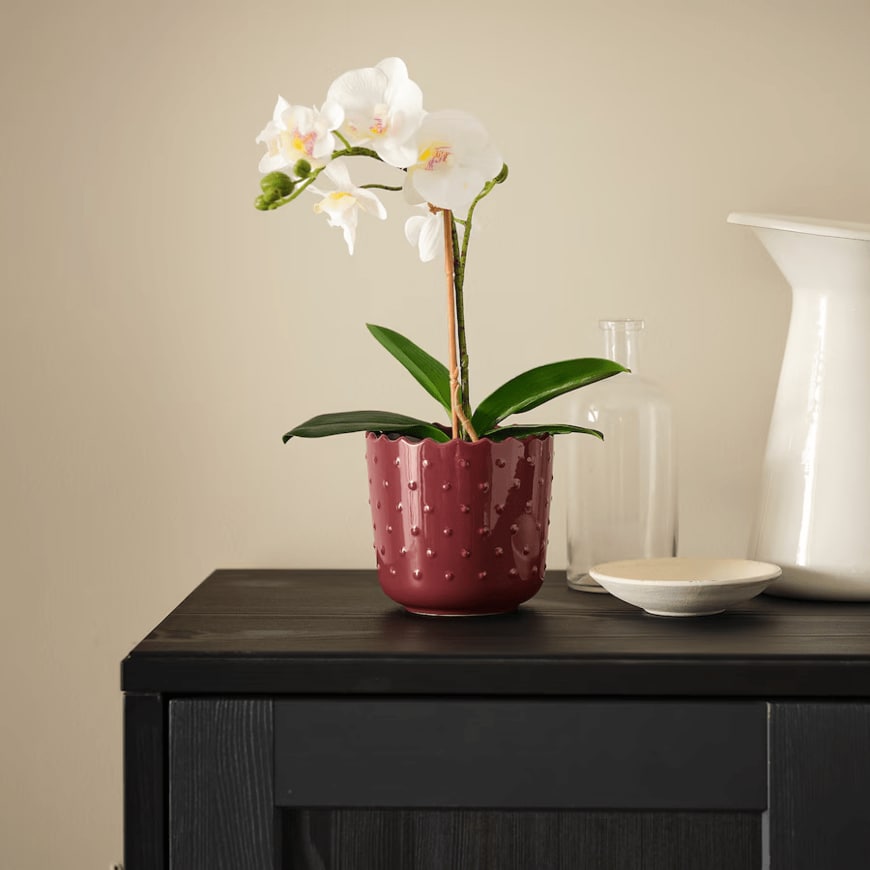 白い胡蝶蘭が植えられたブラウンレッドのせっ器製の鉢カバー