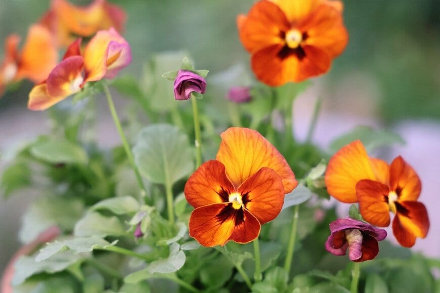 オレンジ色のグラデーションが美しい、ゆうやけももかの花