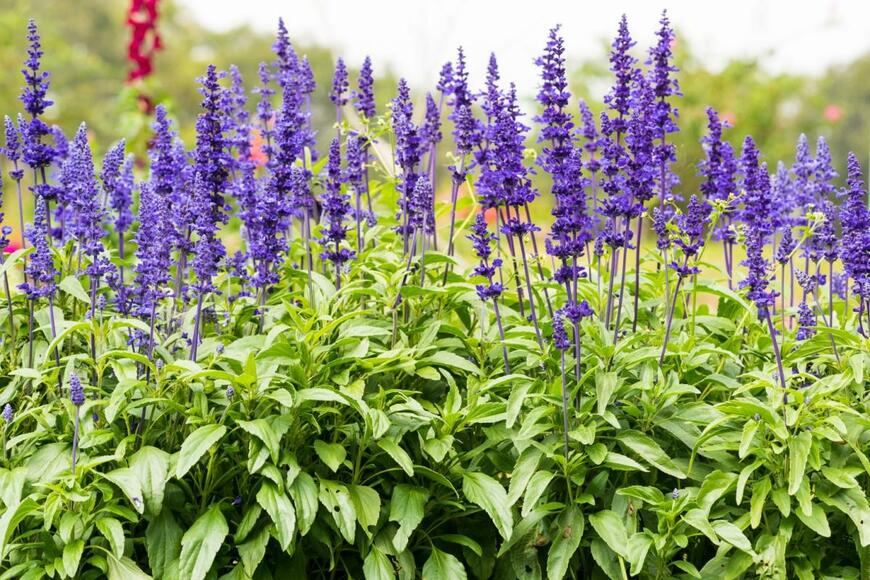 パープルの宿根サルビア