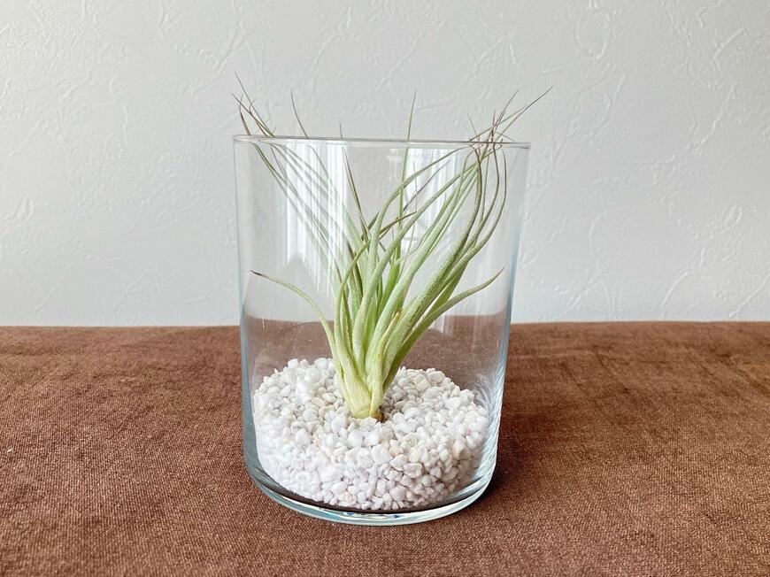 エアープランツ