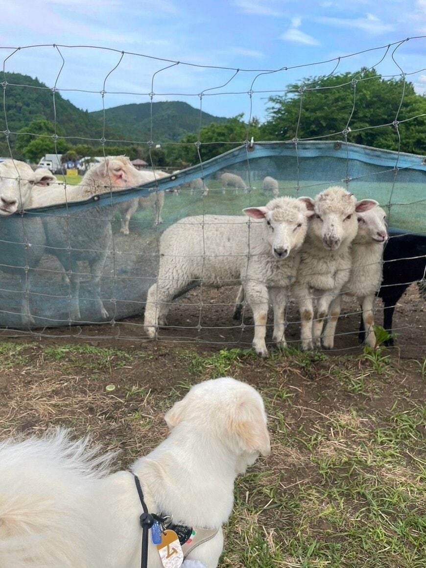 羊牧場と犬
