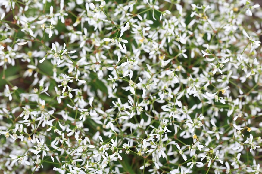 ユーフォルビア・ダイヤモンドフロストの花。色は白。