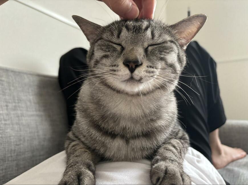 撫でてもらう猫