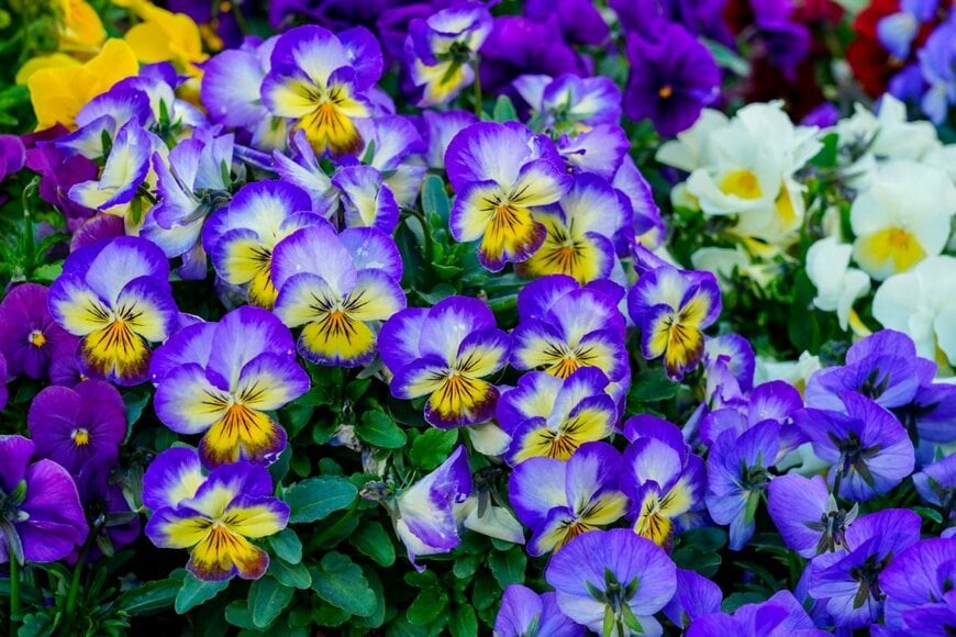 色とりどりの花を咲かせている、パンジー・ビオラ