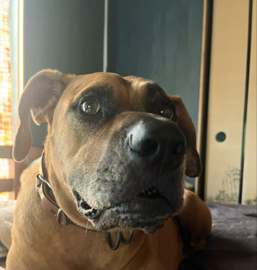 においをかぐ犬