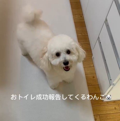 トイレ成功の報告をする犬
