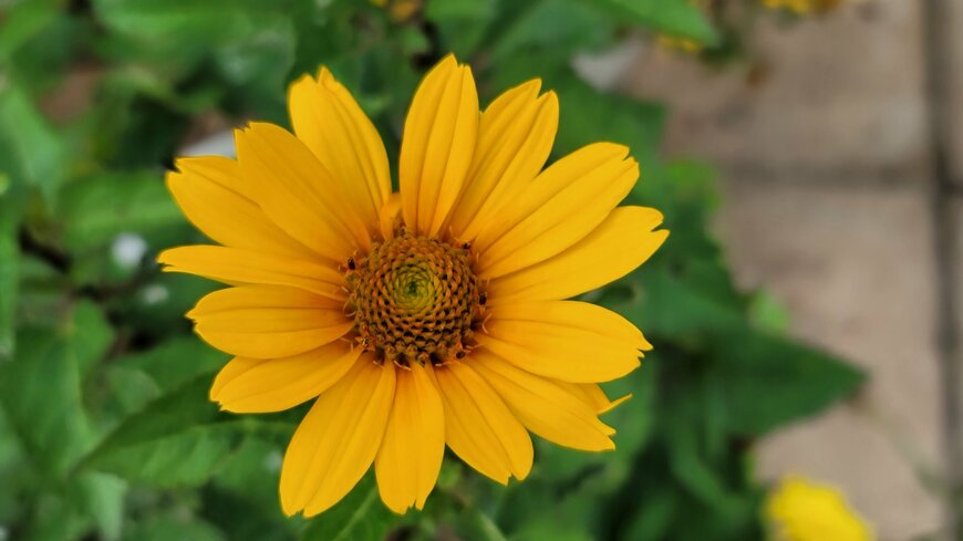 わが家のヘリオプシス