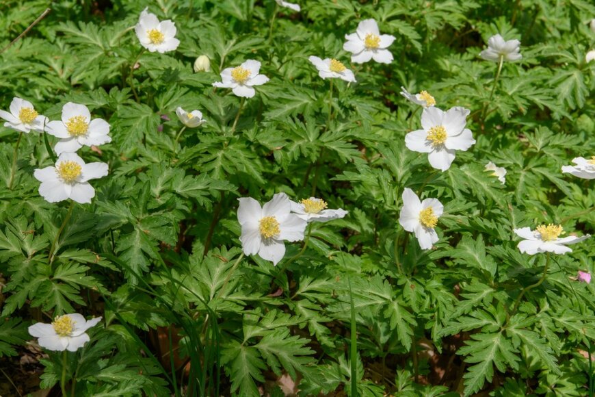 白く可憐な花が満開のイチリンソウ