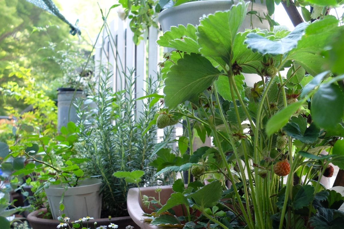 神戸のベランダで【植えてよかった！】プランターで育つ「西日・暑さ