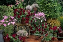 【ガーデニング】狭い庭がとびきりお洒落になる3つのコツ。初心者でも手軽にできる！