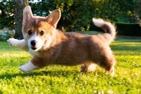 厚生年金の受給額「25万円超え」何割いるか