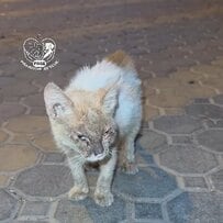 「重度の疥癬（かいせん）と骨盤骨折で弱っていた猫」動物病院で治療を受け少しずつ回復！元気を取り戻していく姿に「助けてくれてありがとう」の声