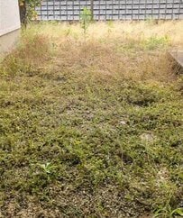 雑草と低木が茂る〈お庭〉→デコボコも解消した美しい〈スッキリ整地空間〉に！「凄技で御座る」など称賛の声