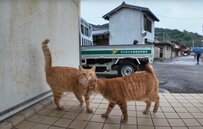 猫ちゃんの集う姿は〈映画のワンシーン〉のよう！　猫島で雨宿り中の素敵すぎる光景に癒される人が続出中！