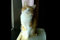 「こんな笑うの？」もはや淑女な保護猫　尊い笑顔が幸せを物語る