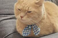 【2.5万バズ】プロ級の「おててないない」猫に海外からも大反響