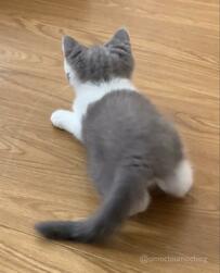 ミニサイズだった猫さん「ぷりぷり」のビフォーアフターが話題「色も変わった！」とホッコリ