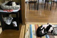 温度差がすごい！？ ひっくり返る犬と眺める猫のコンビが面白いとTwitterで話題に！