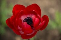 【ガーデニング】ほったらかしでも「毎年花咲く」お洒落な多年草・おすすめ7選