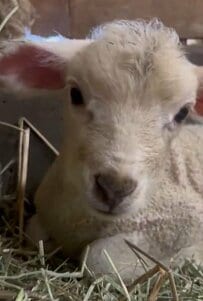 【東武動物公園】「産まれたての頃は顔つきもポヤポヤ」ヒツジの赤ちゃんがかわいすぎてずっと見てしまう（埼玉県）